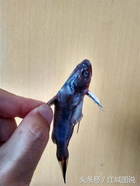 很兇的魚